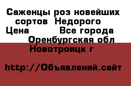 Саженцы роз новейших сортов. Недорого. › Цена ­ 350 - Все города  »    . Оренбургская обл.,Новотроицк г.